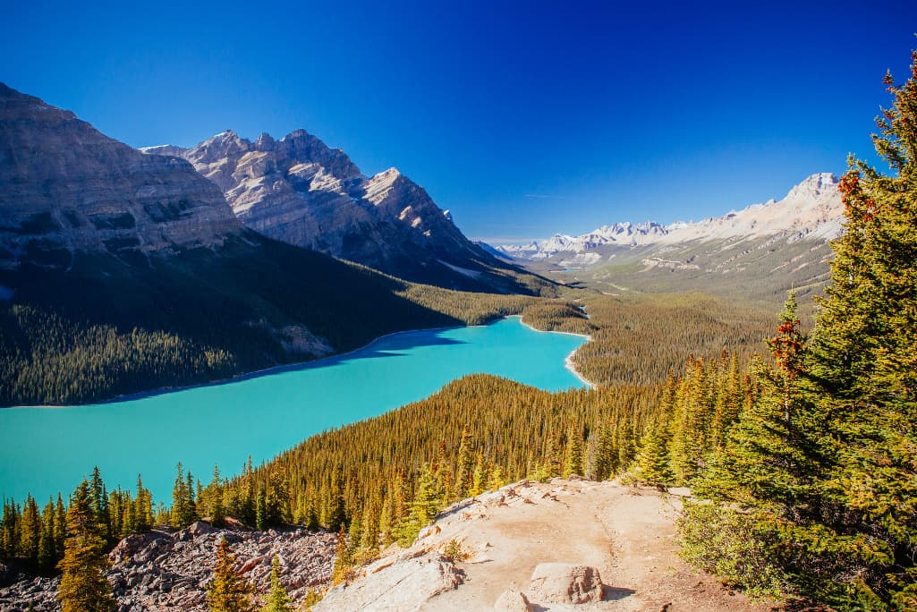 Peyto Lake from above surrounded by forests and mountains