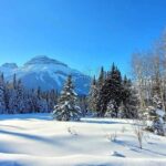 Snow covered trees with mountain in background in Banff winter