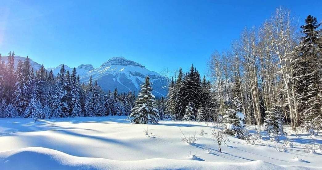 Snow covered trees with mountain in background in Banff winter