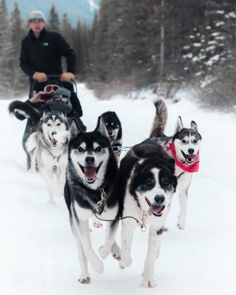 Sled dogs pulling sleigh and guide through Banff in Canadian Rockies