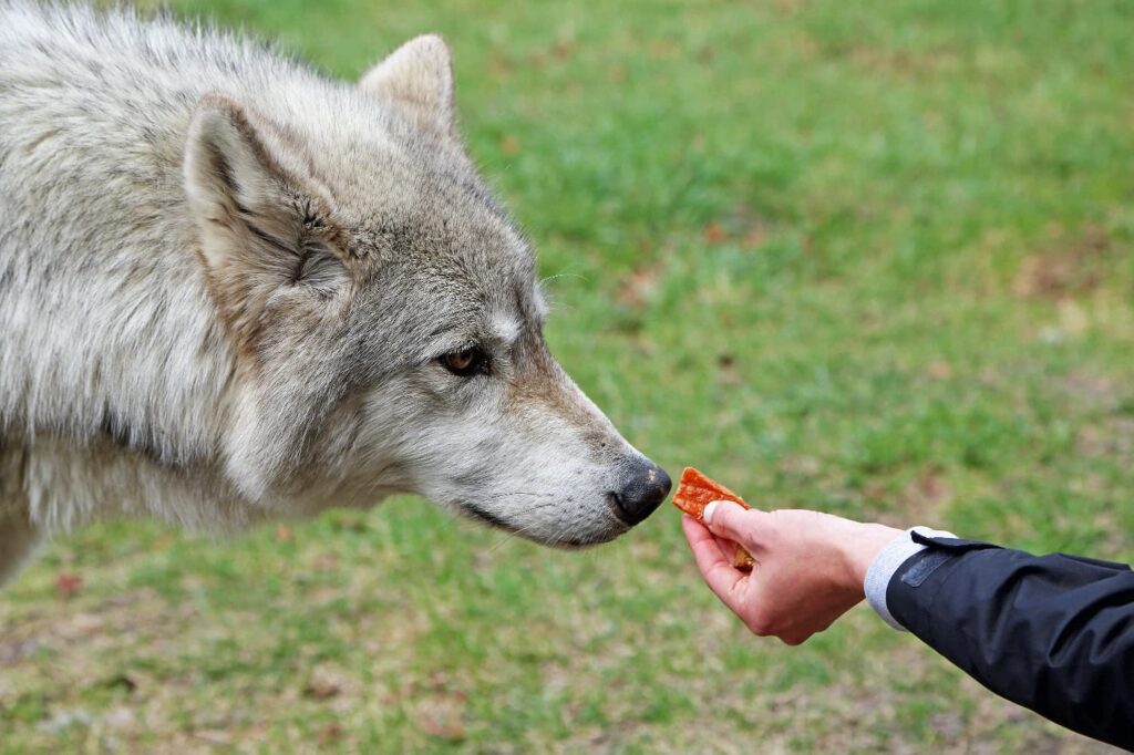 Wolfdog being fed a treat