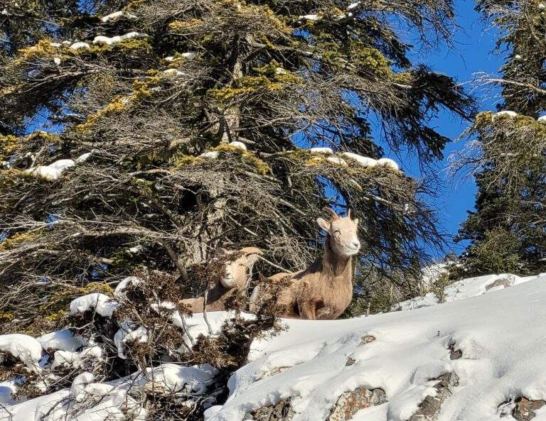 Two bighorn sheep in Banff National Park
