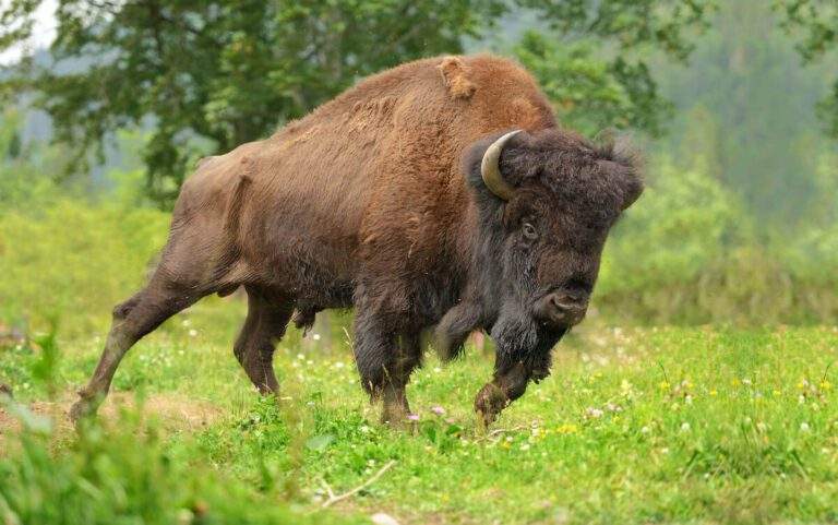 Bison grazing in a meadow