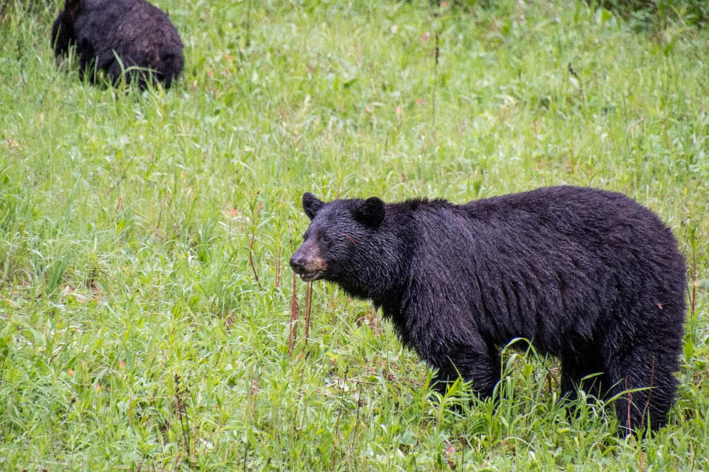 Two adult black bears in Banff National Park