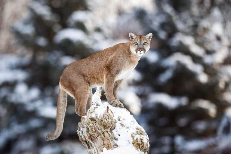 Cougar or mountain lion balancing on a tree stump