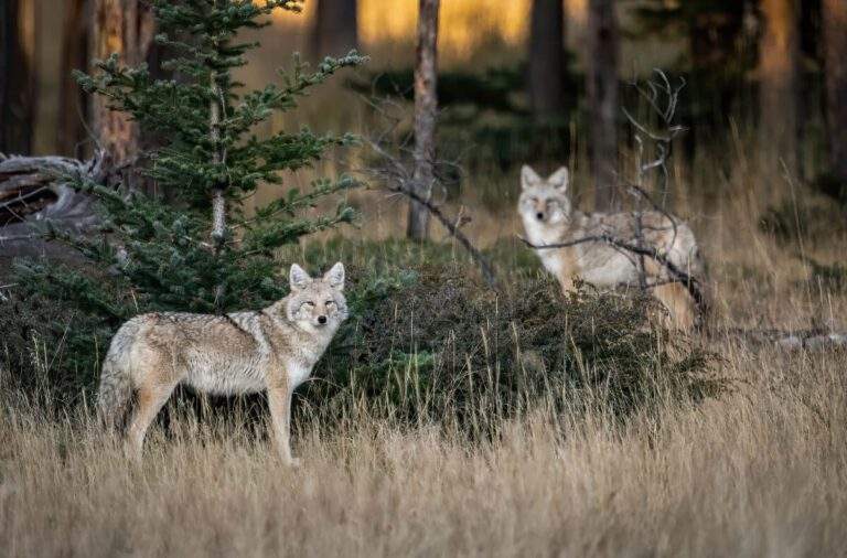 Two coyotes in Banff National Park