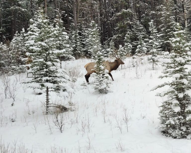 Elk strolling through the snow in Banff National Park 