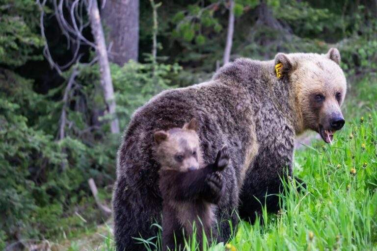 Mother grizzly bear and cub in Banff National Park