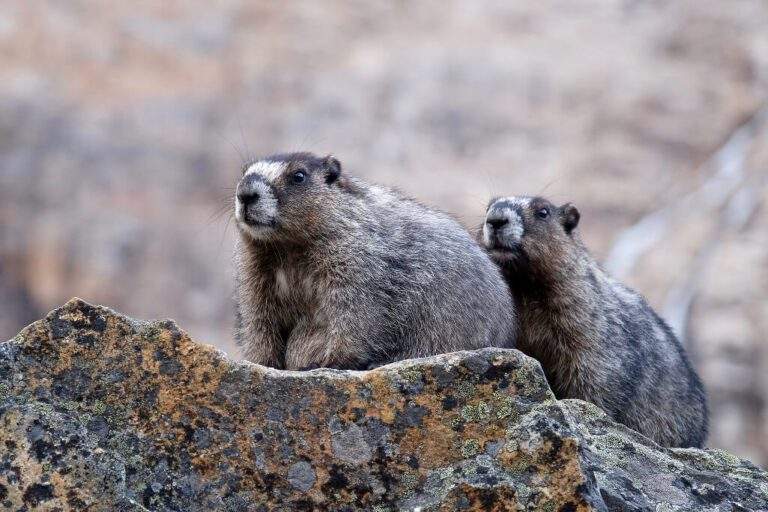 Two hoary marmots in rocky mountains