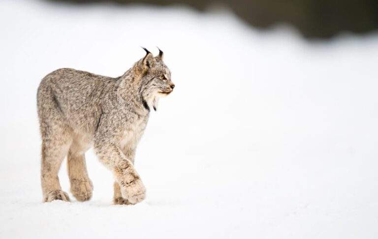 Canadian Lynx in snowy Banff National Park