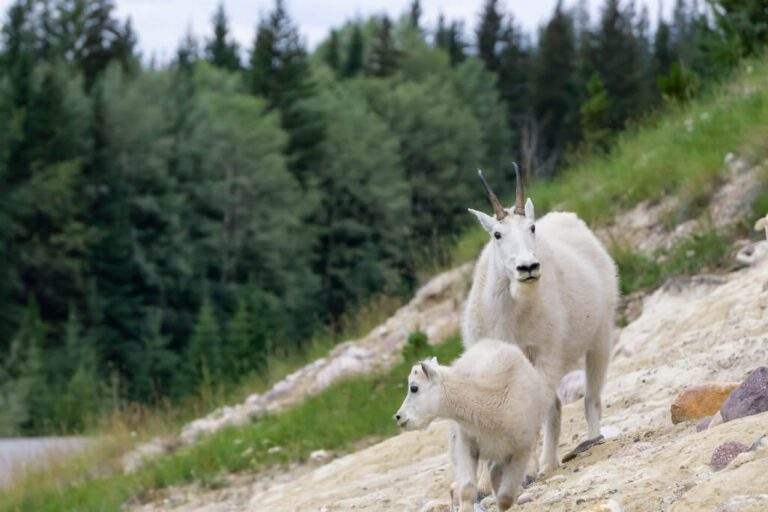 Two white mountain goats in Jasper National Park