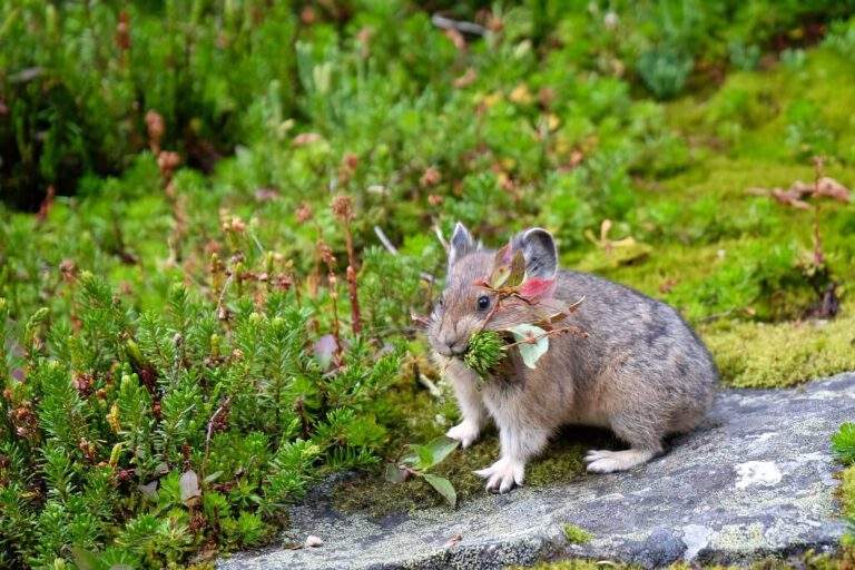Pika carry vegetation in its mouth