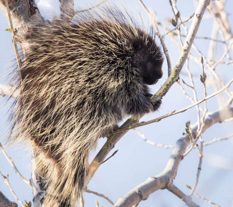 Porcupine sitting on branches in a tree