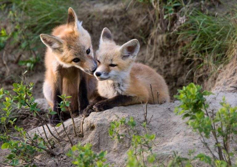 Two red fox cubs in Banff
