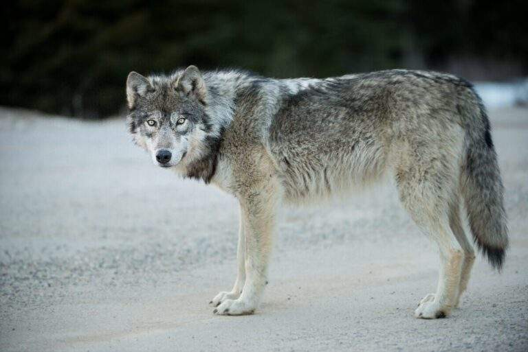 Wolf in Banff National Park