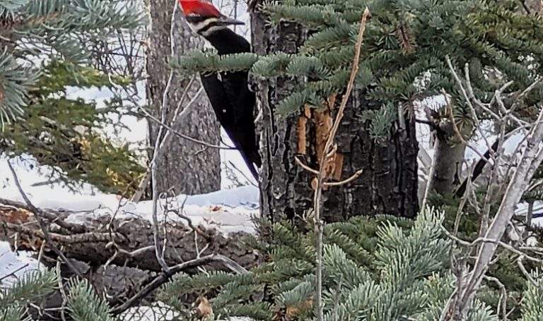 Woodpeck on a tree in Canmore