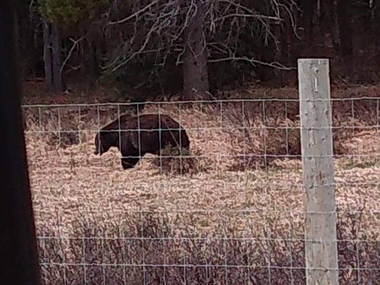 Bear on bow valley parkway, banff