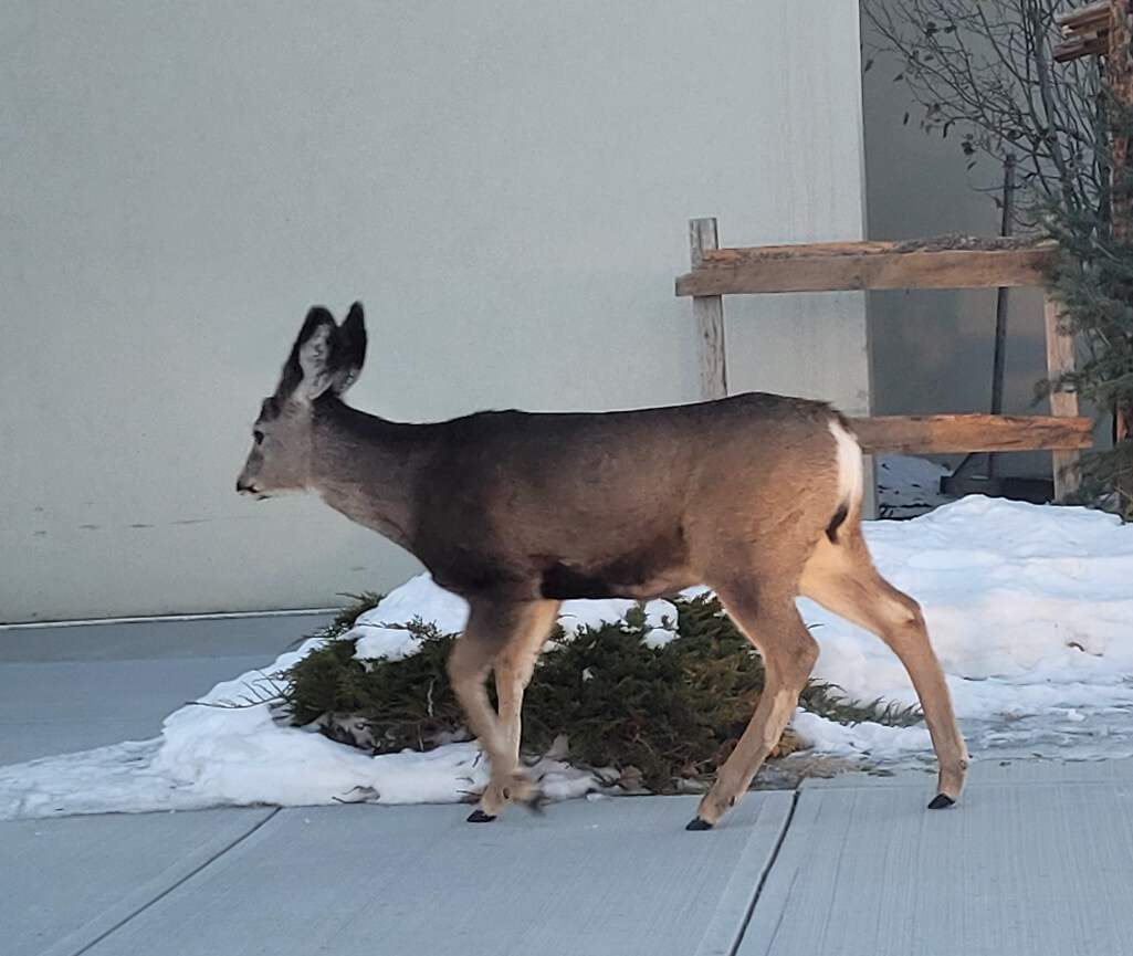 Mule deer