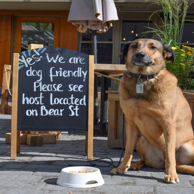 dog on pet-friendly patio in banff