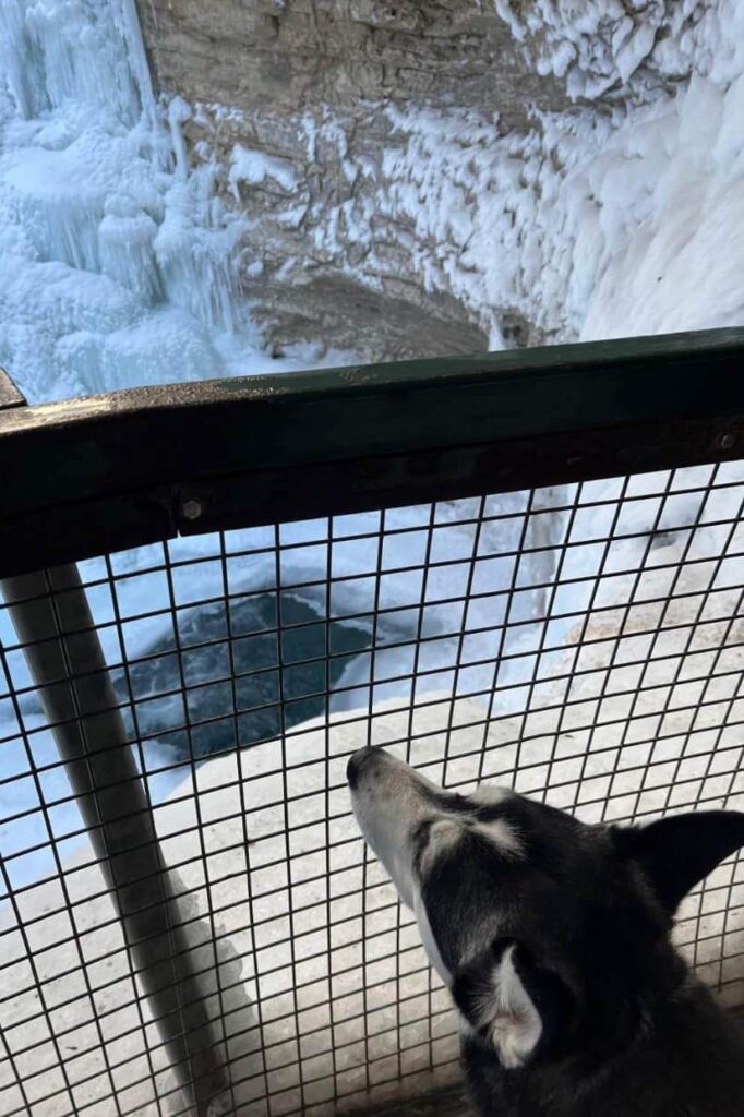 husky at pet-friendly Johnston Canyon, Banff