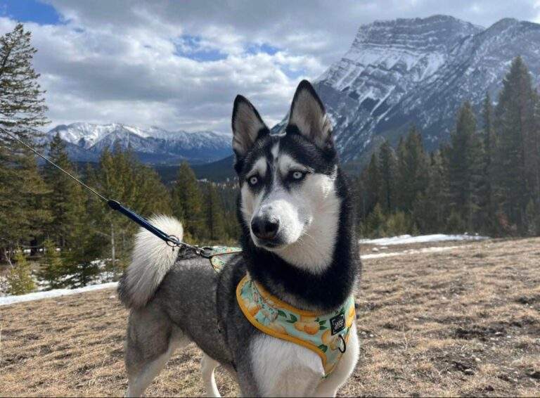 Things to do in Banff with a dog - Husky Luna on pet-friendly Tunnel Mountain trail, Banff