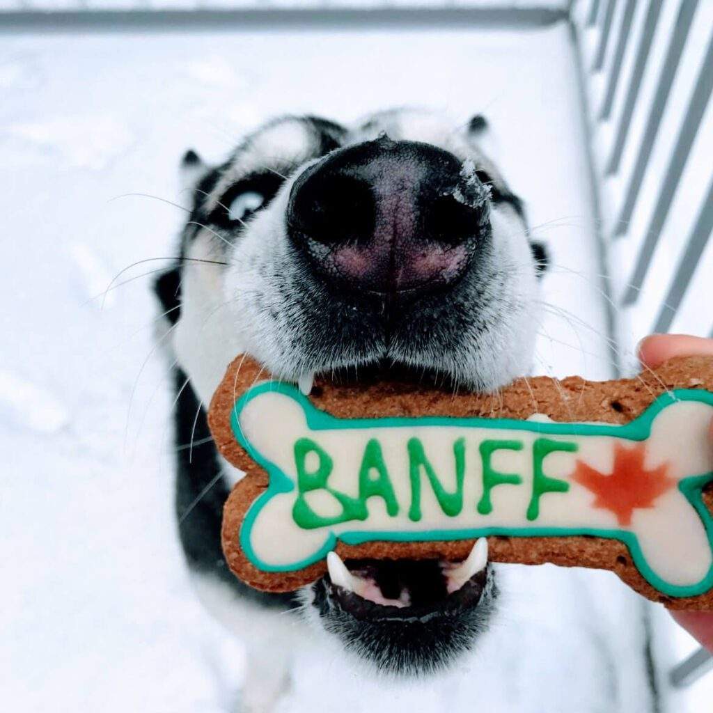 Husky in pet-friendly Banff