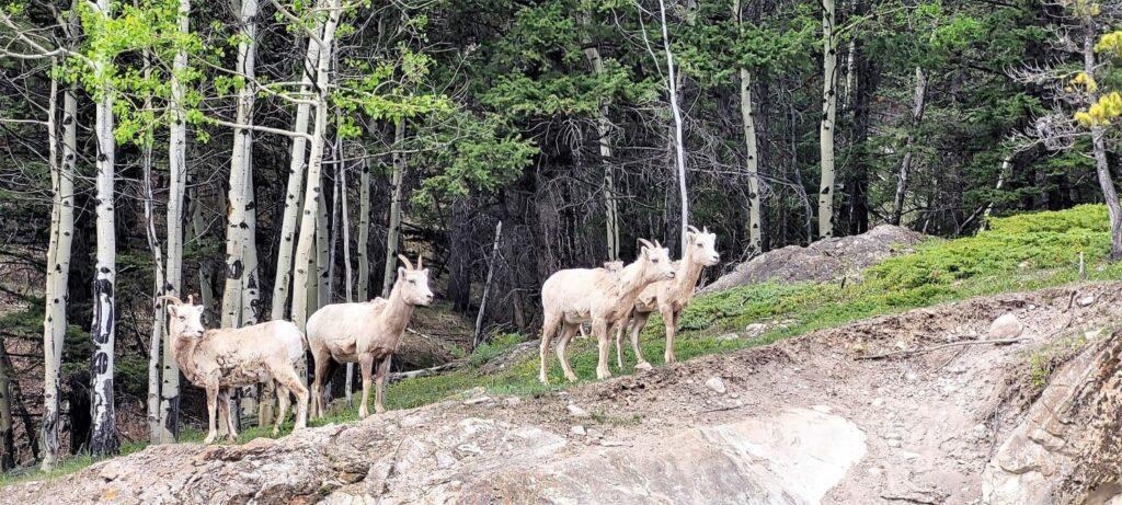 Big horn sheep at Lake Minnewanka, Banff