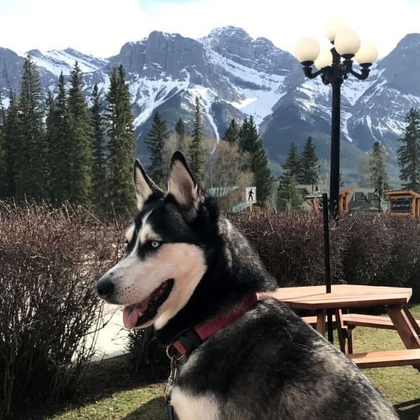 Husky sitting on a dog friendly patio in downtown Canmore