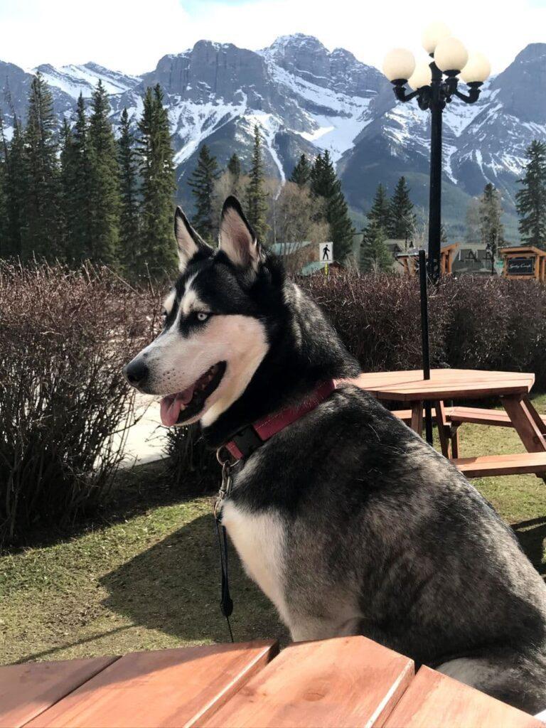 Husky on pet friendly patio in Canmore with snow capped mountains in the background.