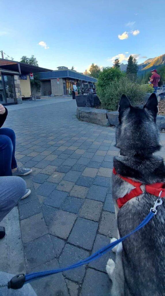 Husky sitting in downtown Canmore