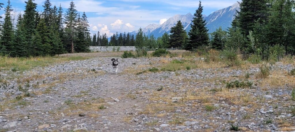 Husky running at off leash dog park in Canmore with mountains in the background