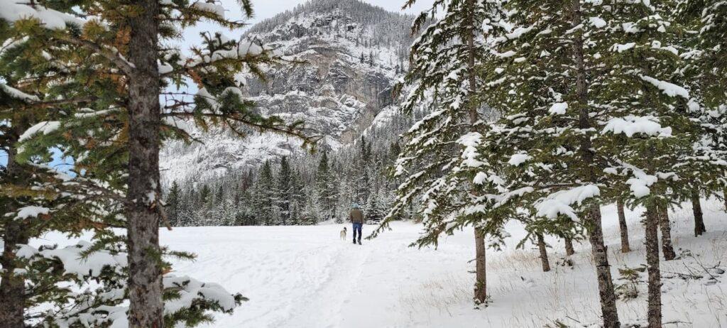 Dog being walked in snow covered meadow surrounded by trees and mountains at Christmas in Banff