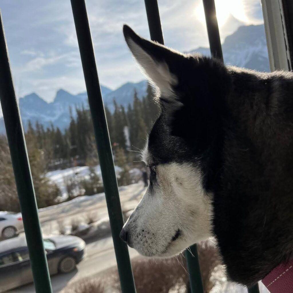 black and white husky looking out of Canmore hotel window with three sisters mountain range in the background.
