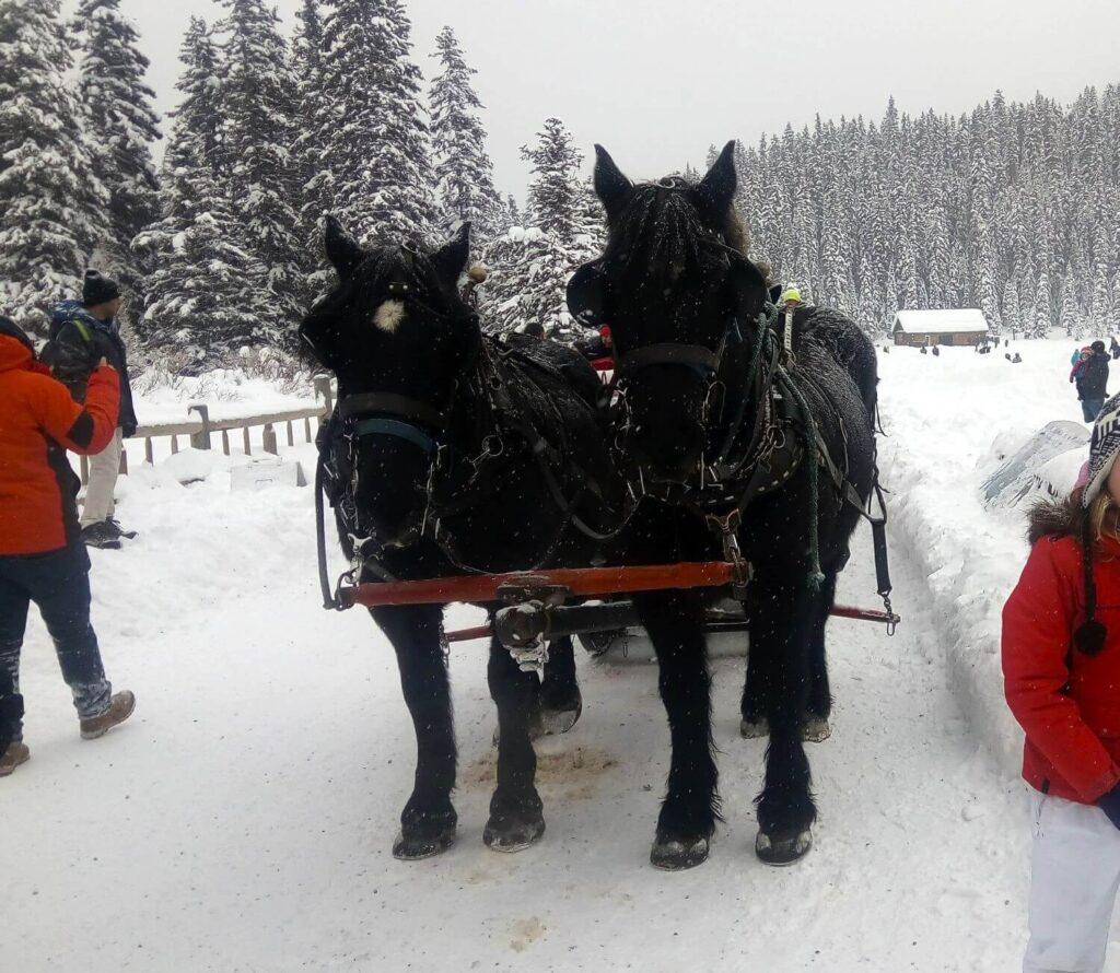 Two black horses pulling sleigh ride in snow covered Lake Louise in winter.