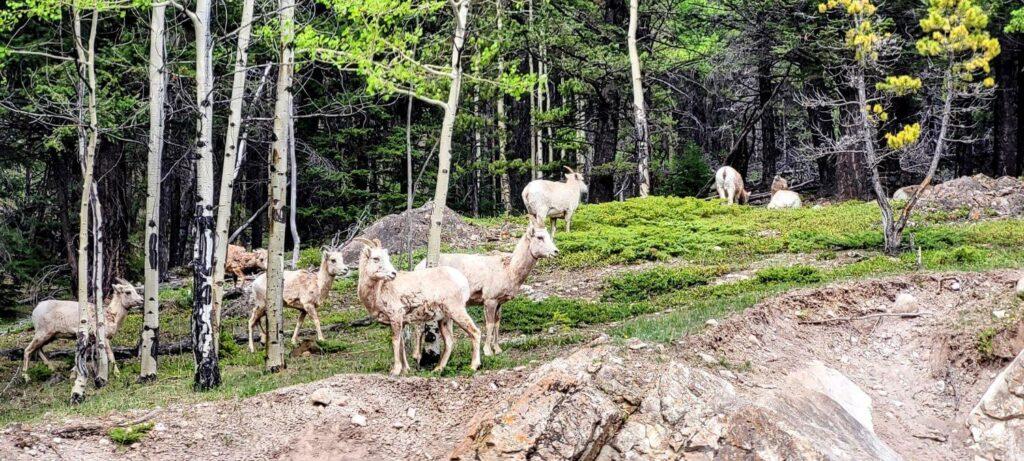 Many Bighorn sheep grazing in Banff woodeland