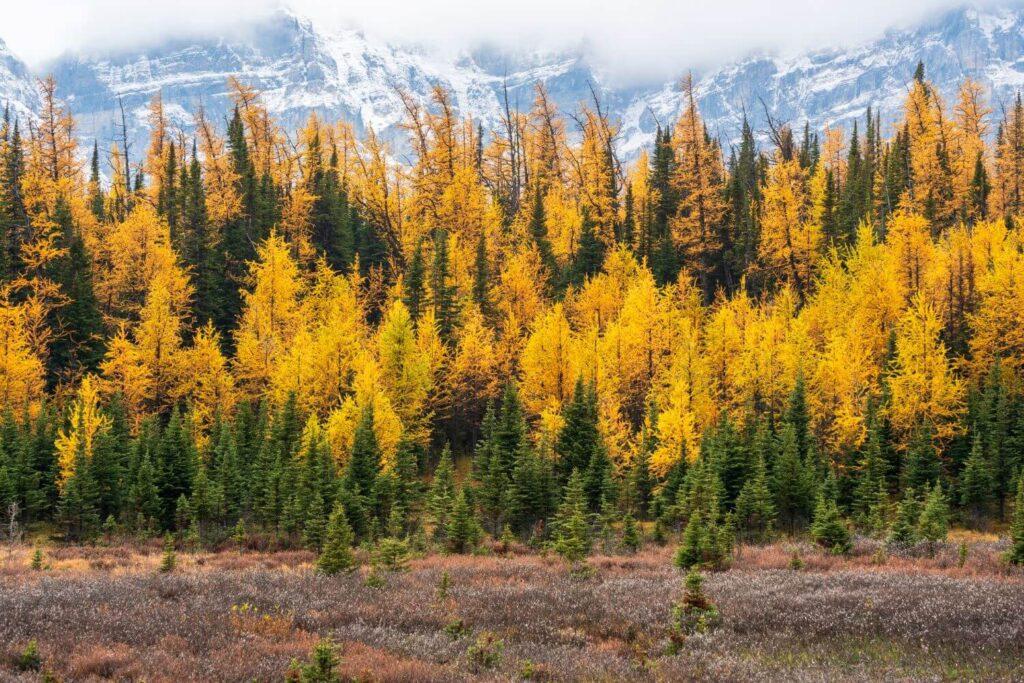 Golden larches with mountain backdrop in Banff